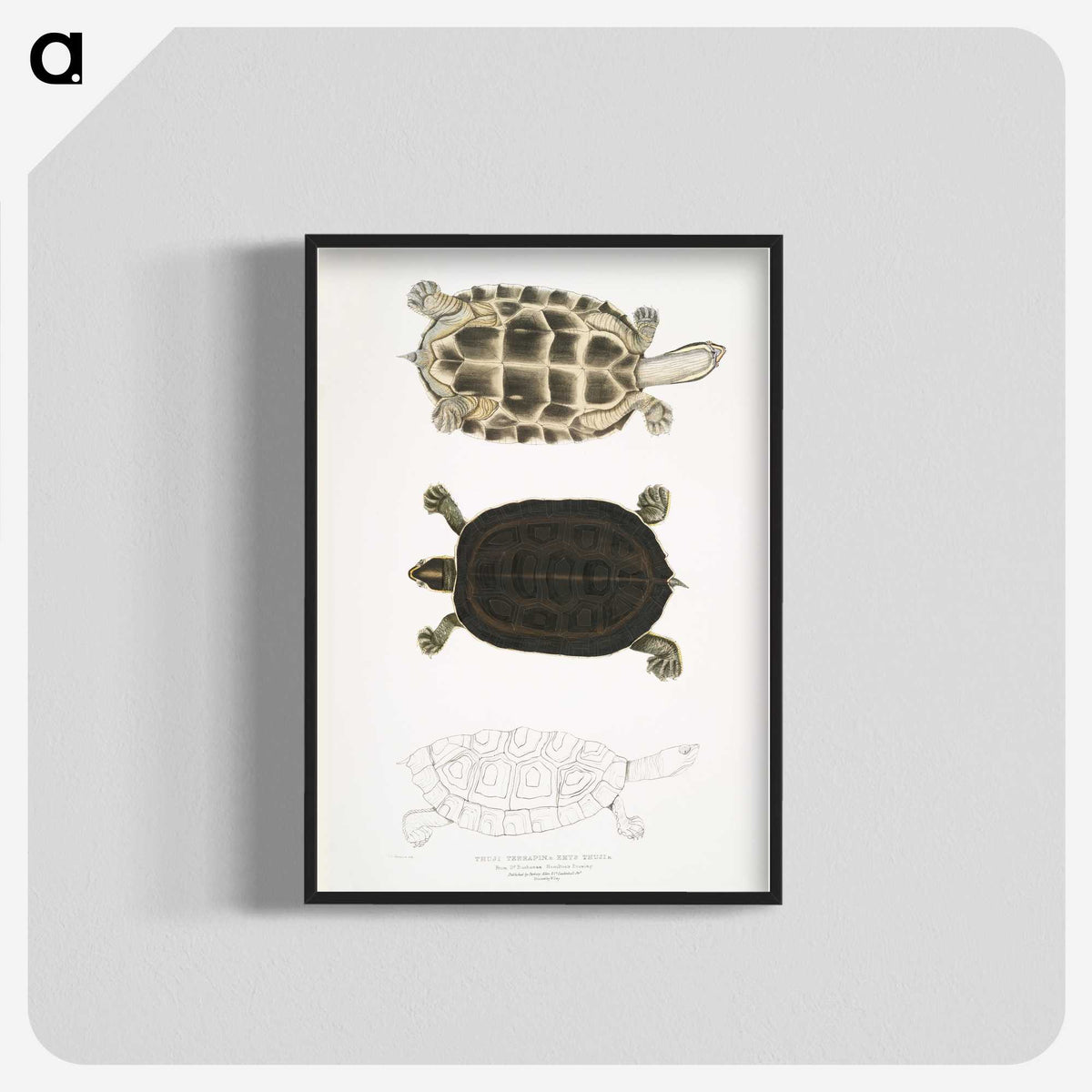 1-92_Indian-Zoology_blk-crop