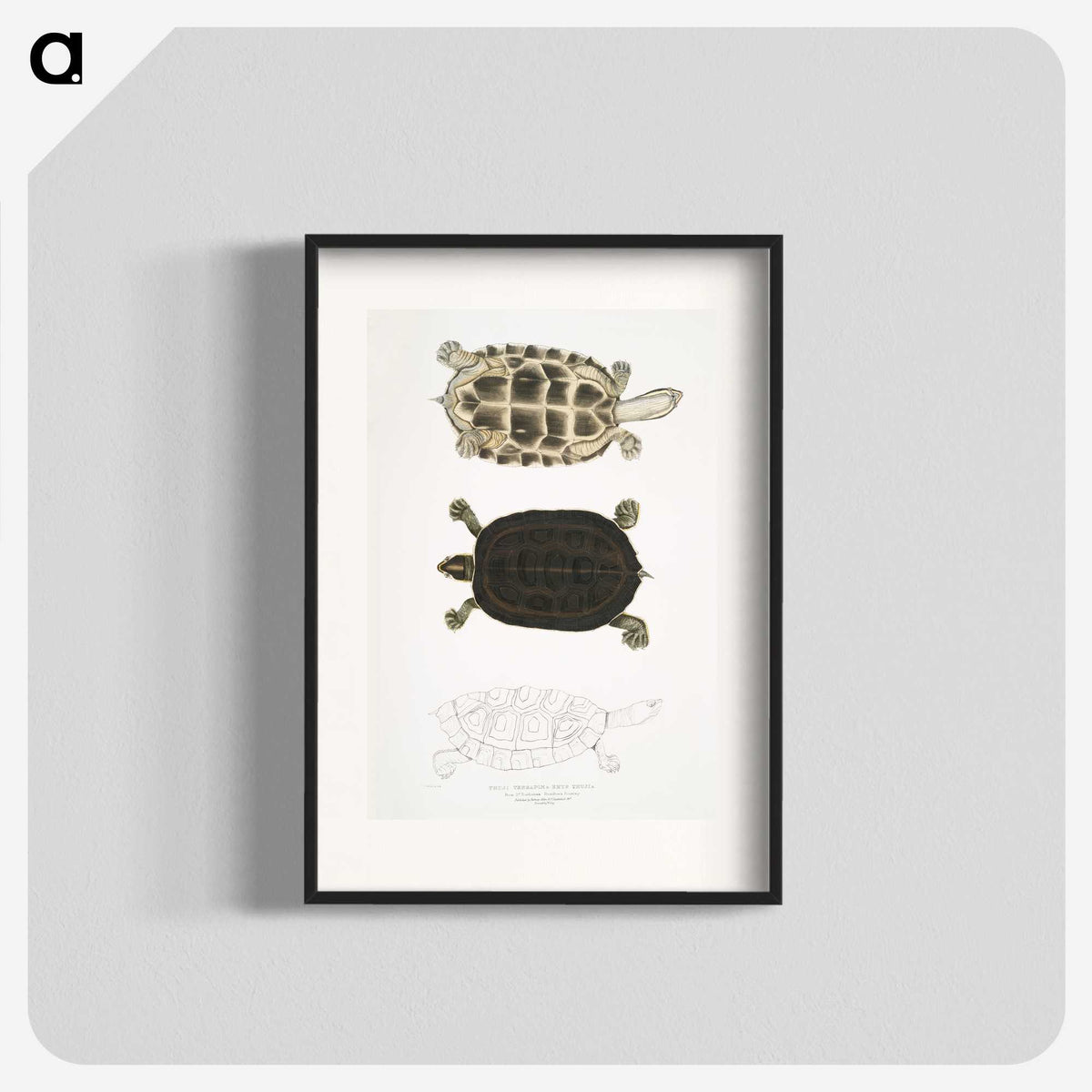 1-92_Indian-Zoology_blk