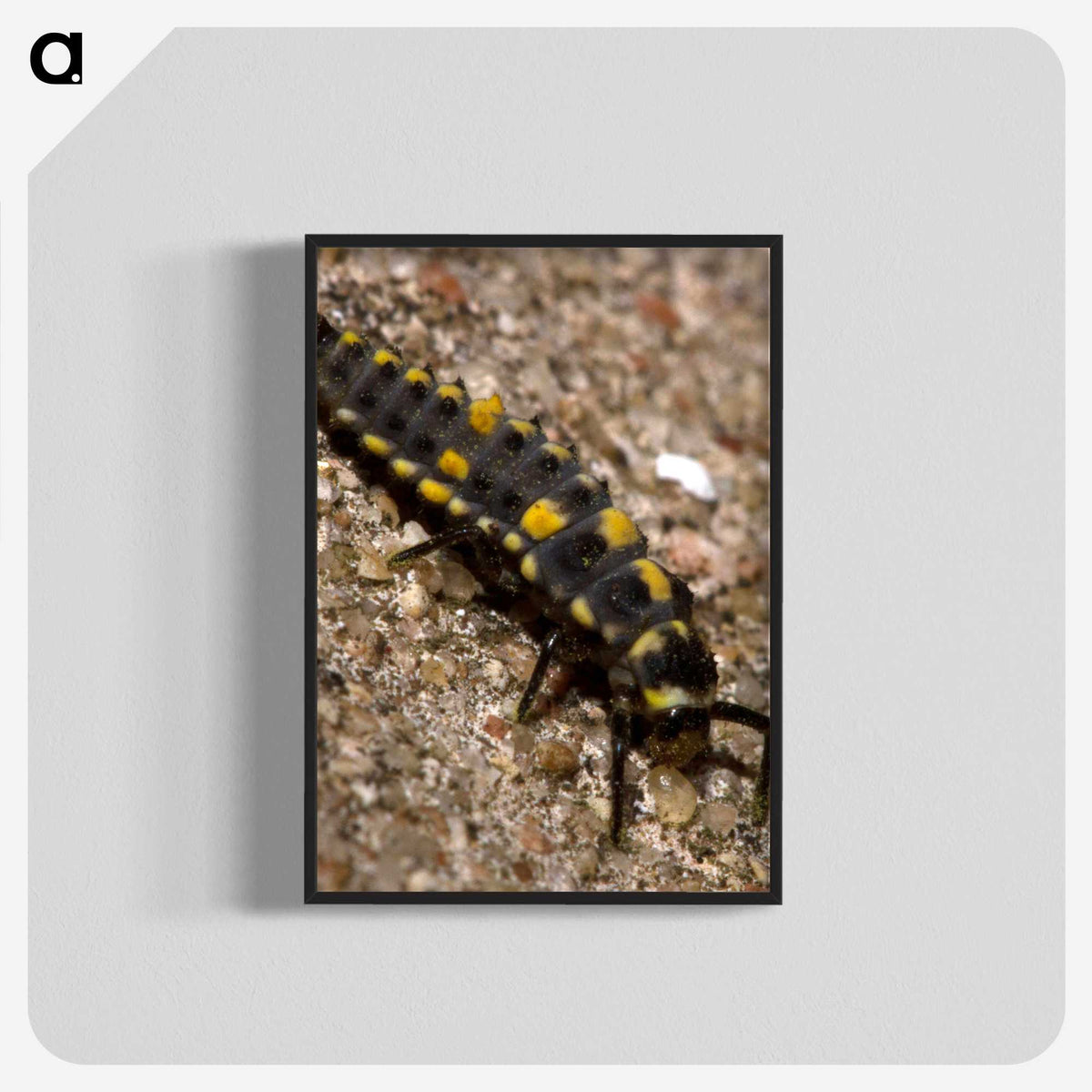 1-92_Insects-Unlocked-Project_blk-crop