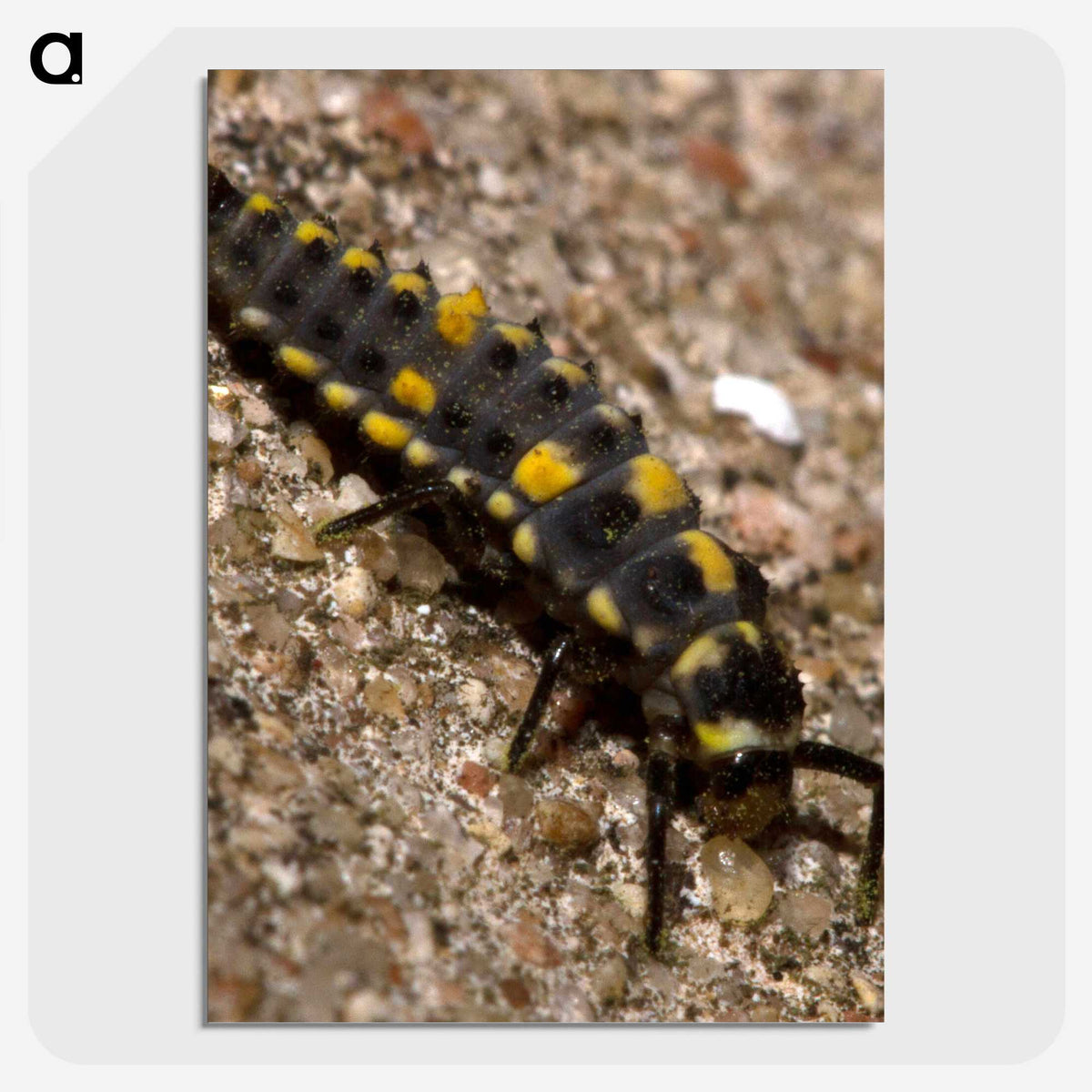 1-92_Insects-Unlocked-Project_picture-crop