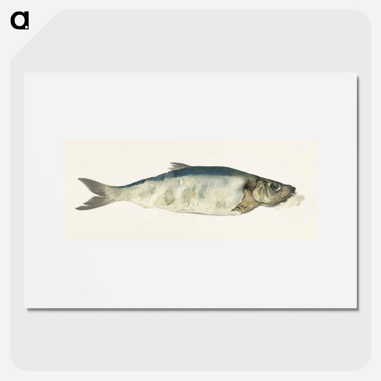 Fish, partly perished - ジャン ベルナール Poster.