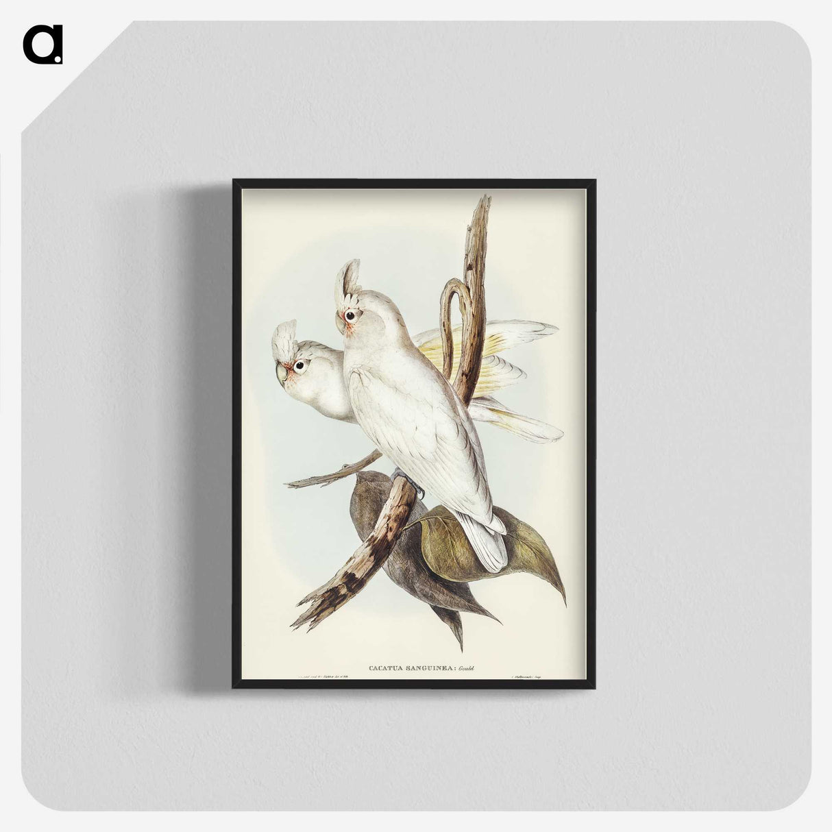 1-92_John-Gould_blk-crop