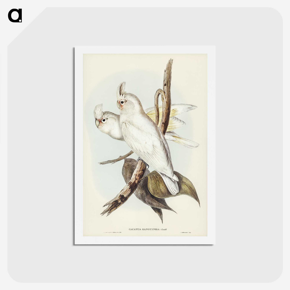 1-92_John-Gould_hagaki