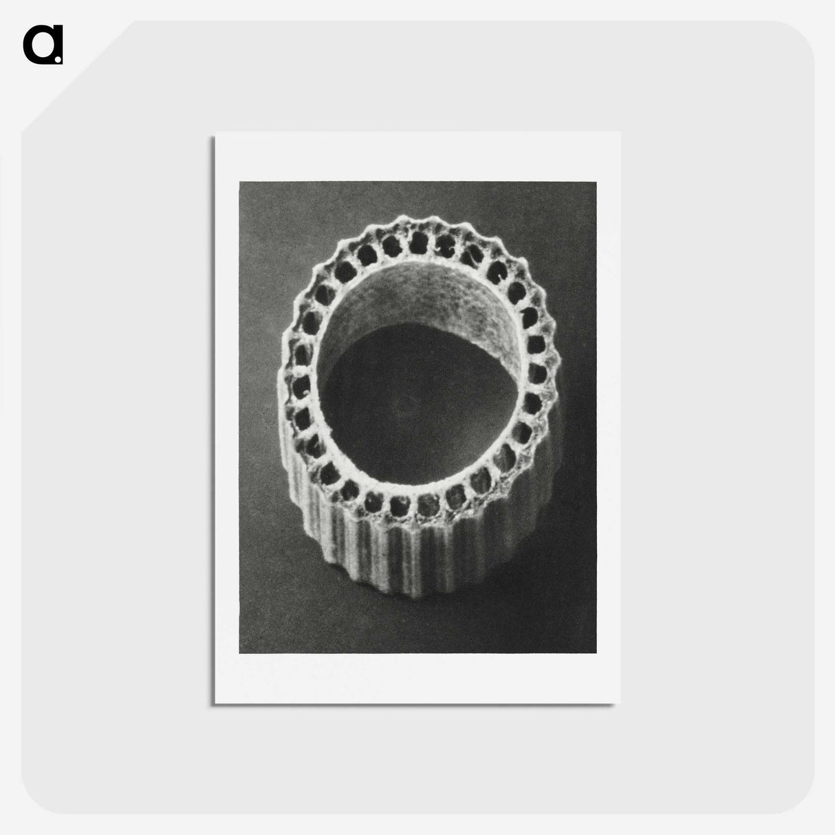 1-92_Karl-Blossfeldt_hagaki