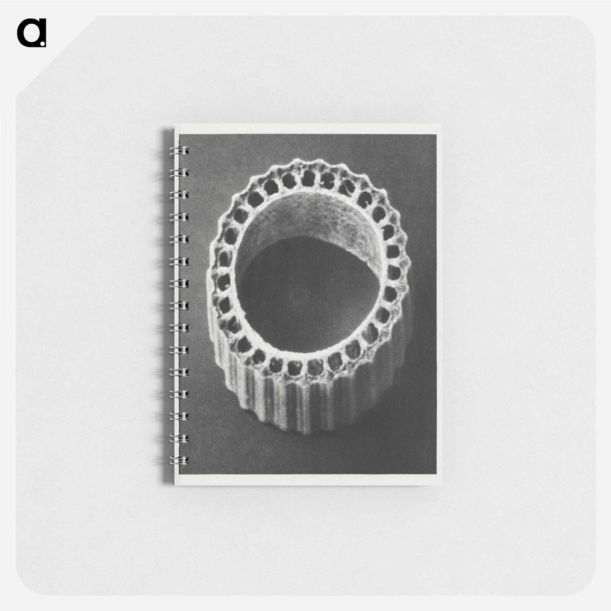 Equisetum Hiemale - カール ブロスフェルト Memo.