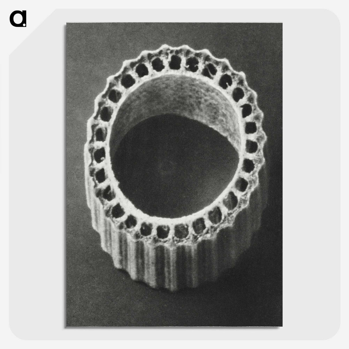 1-92_Karl-Blossfeldt_picture-crop