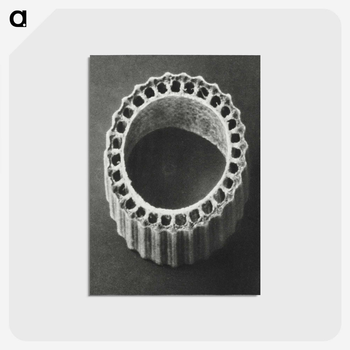 1-92_Karl-Blossfeldt_postcard