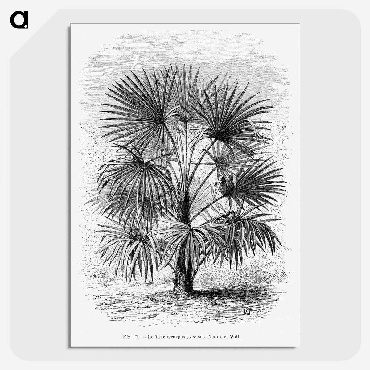 1-92_Les-Palmiers-Histoire-Iconographique_picture-crop