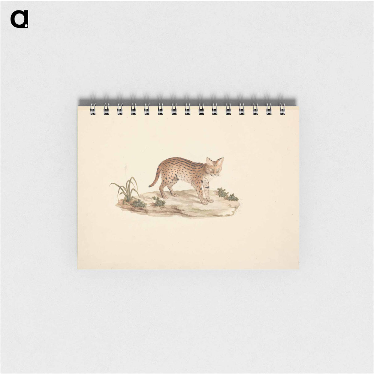 African Wildcat or Serval
- ルイージ バルガーニ Memo.
