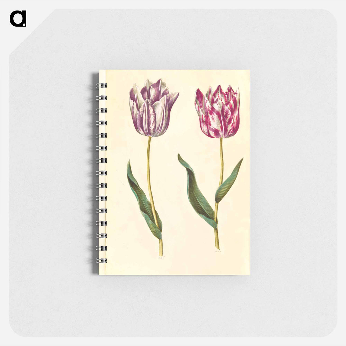 アートメモ帳-Tulipa Gesneriana
- マリア ジビーラ メーリアン Memo.