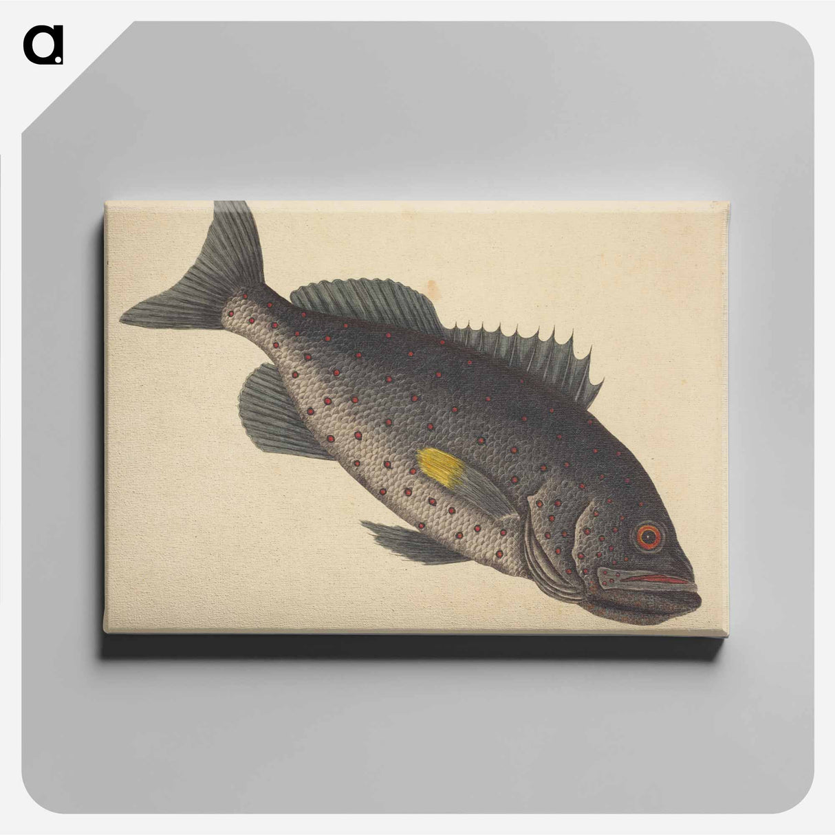 アートパネル-The Rock Fish
- マーク ケイツビー Canvas.