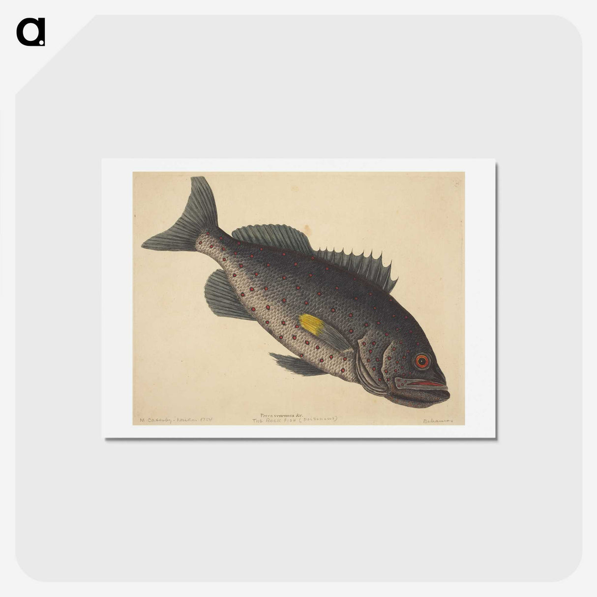 1-92_Mark-Catesby_hagaki