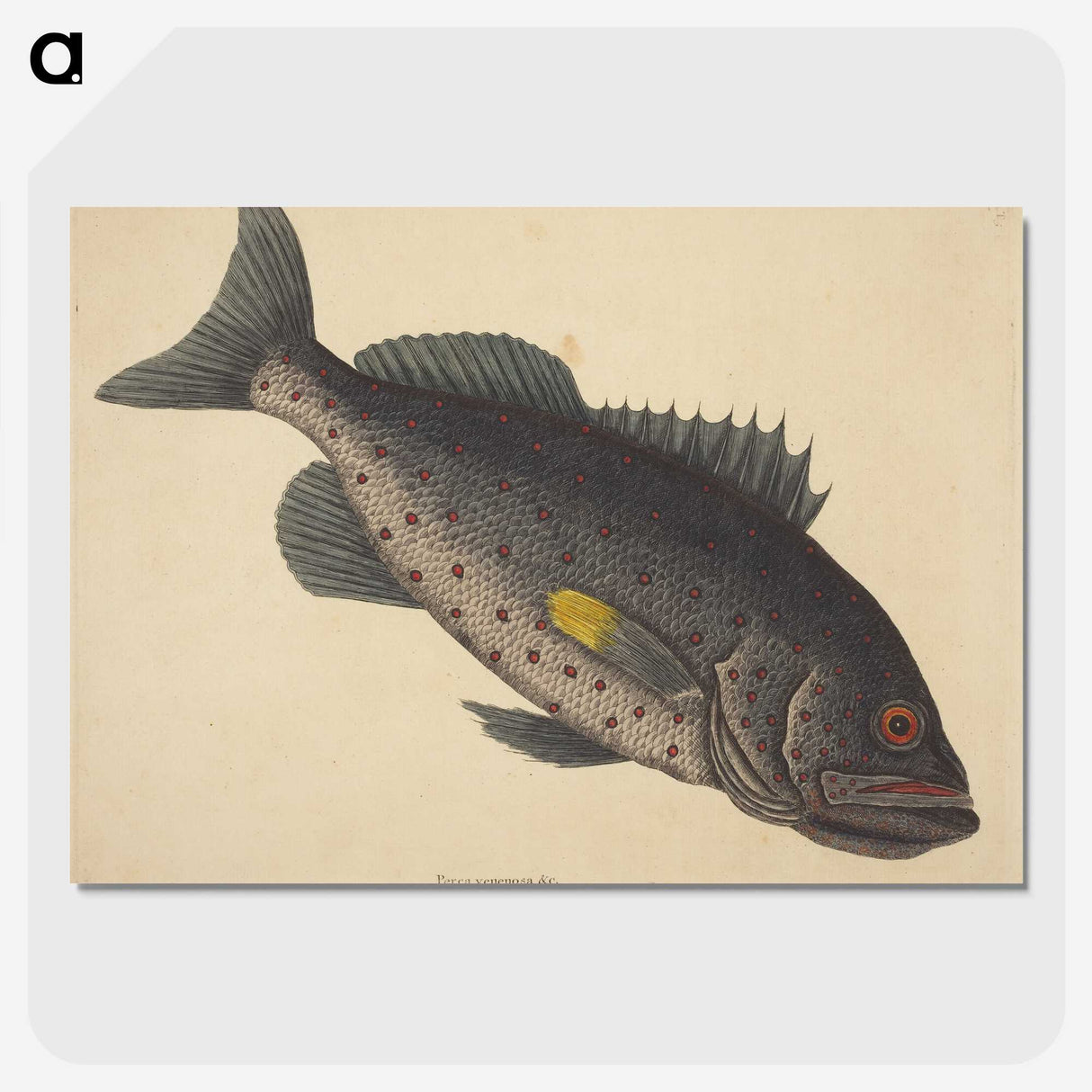 1-92_Mark-Catesby_picture-crop
