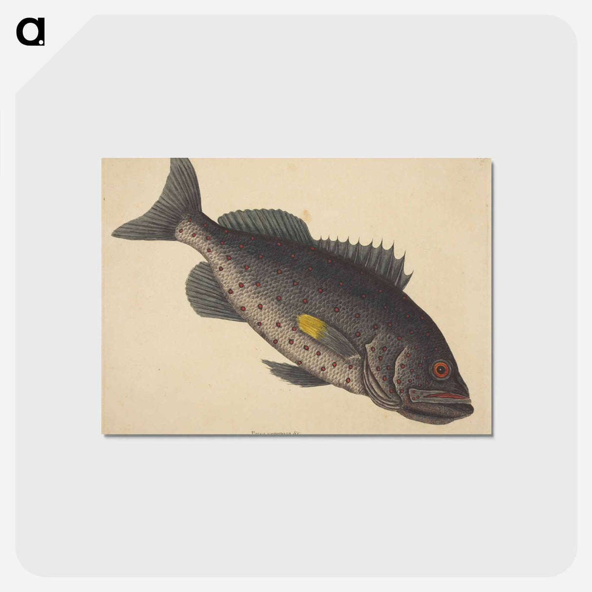 アートポストカード-The Rock Fish
- マーク ケイツビー Postcard.