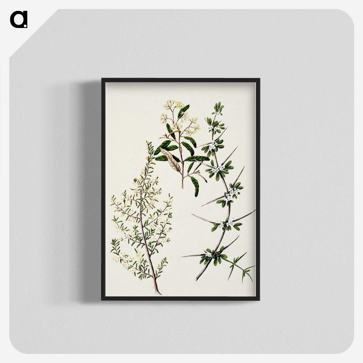 1-92_Native-Flowering-Plants-of-New-Zealand_blk-crop