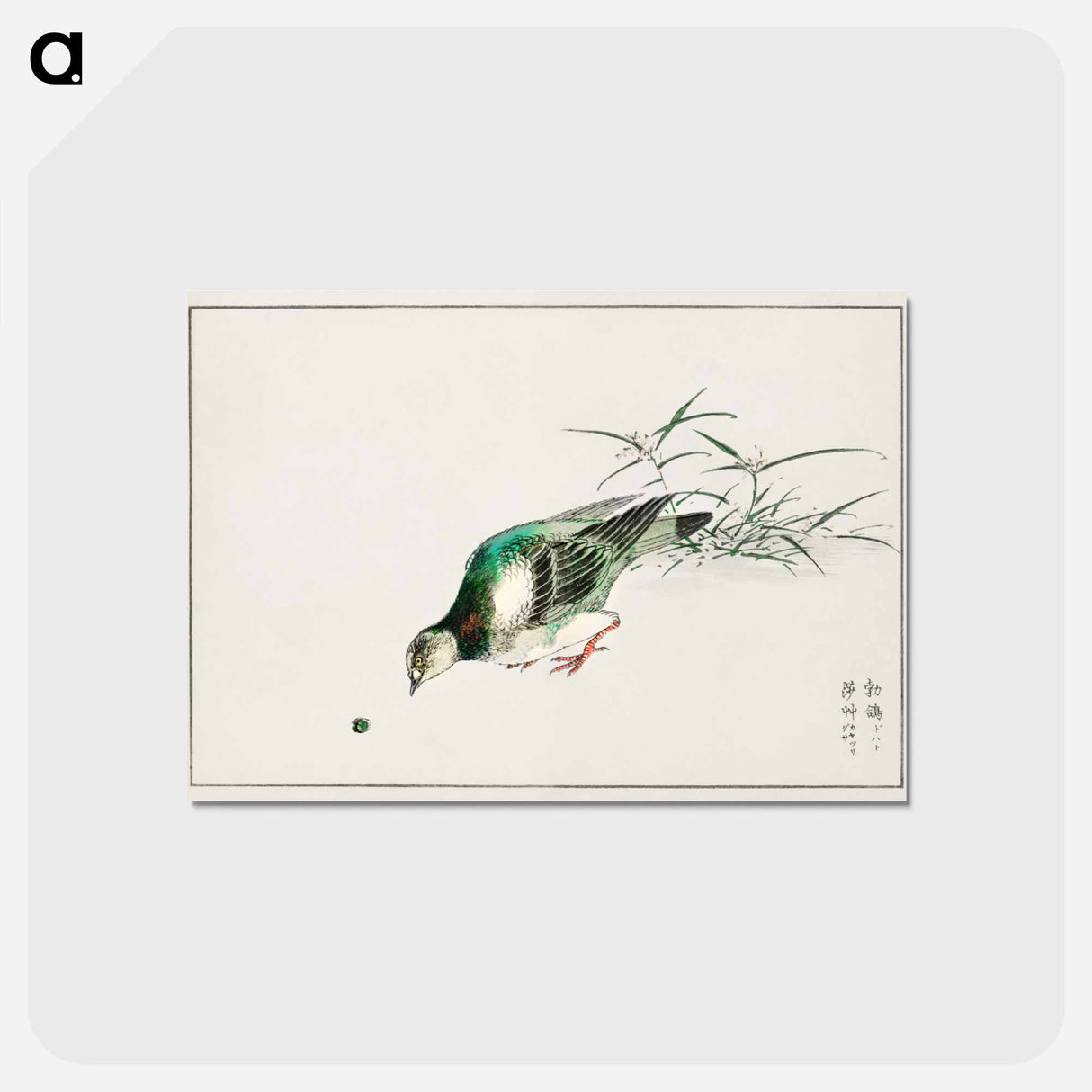 アートポストカード-Eastern Turtle Dove and Miscanthus
- 鳥類図鑑 Postcard.
