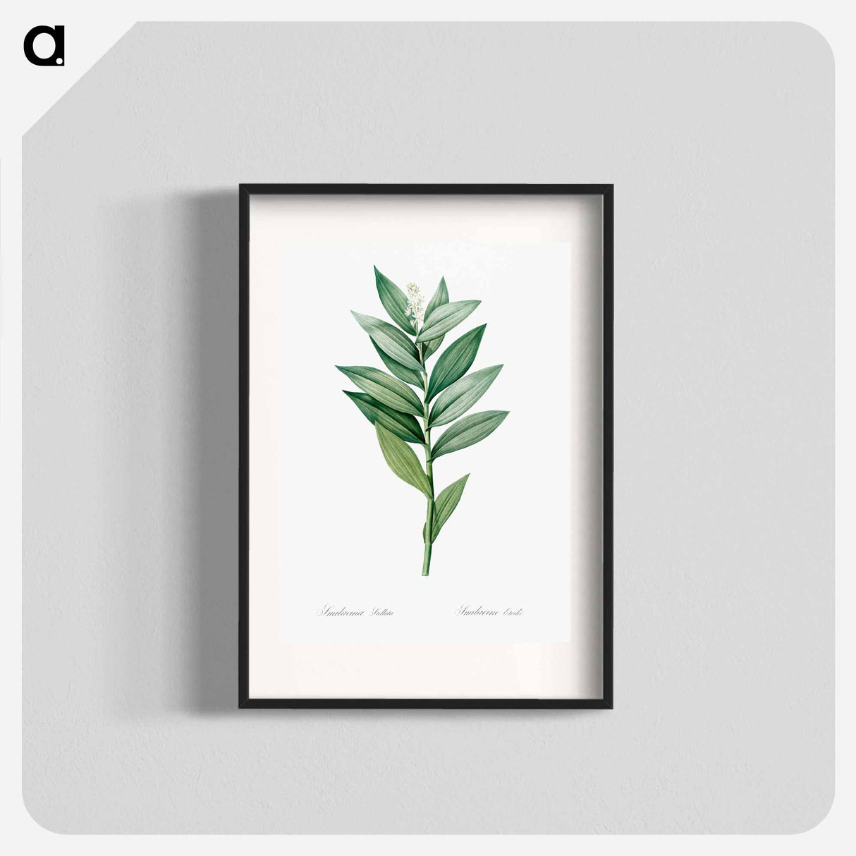 Smilacina stellata illustration - Pierre Joseph Redouté Poster.