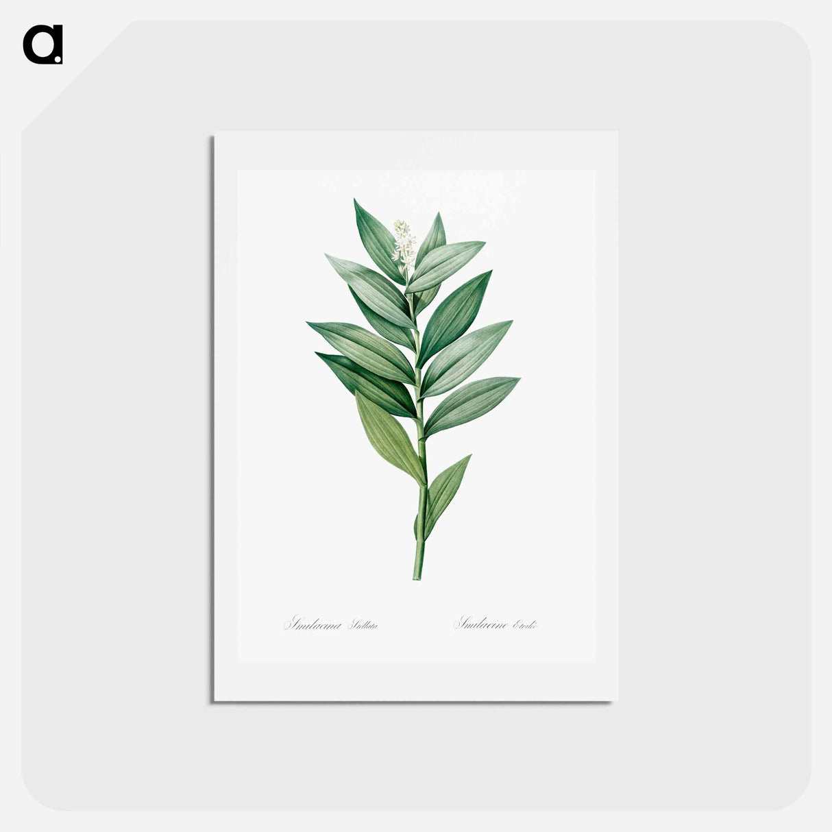 アートポストカード-Smilacina stellata illustration - ピエール ジョゼフ ルドゥーテ Postcard.