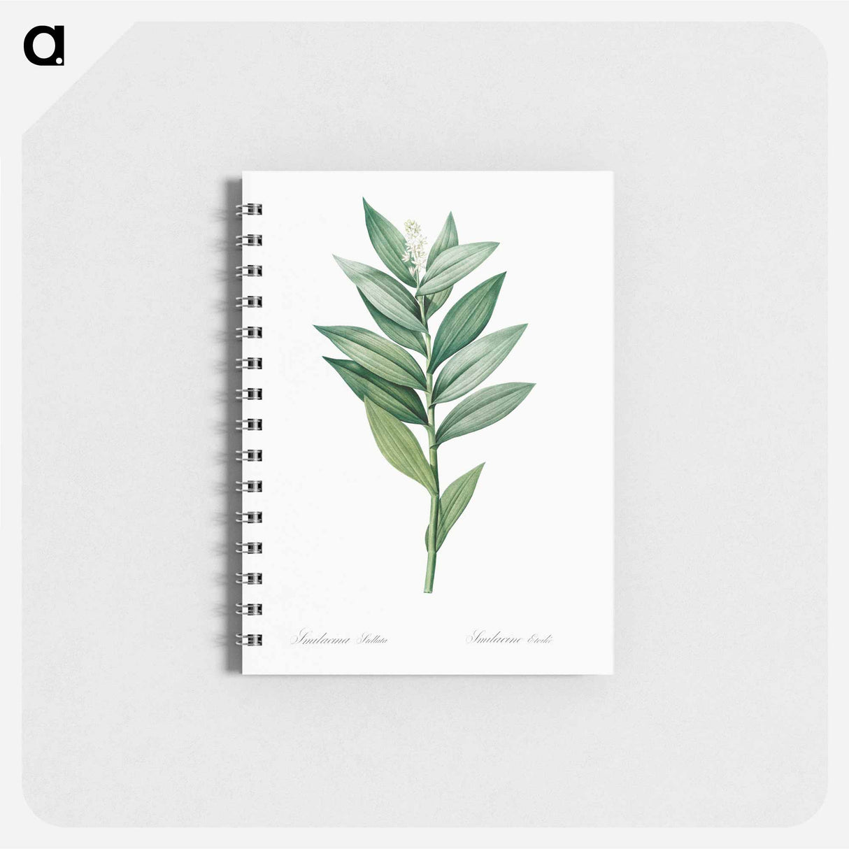 アートメモ帳-Smilacina stellata illustration - ピエール ジョゼフ ルドゥーテ Memo.