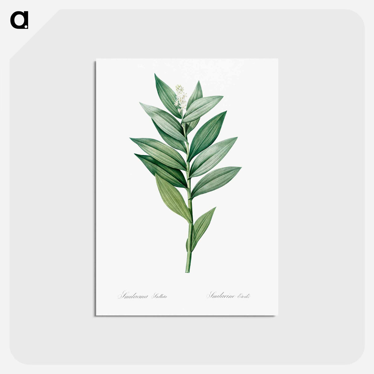 アートポストカード-Smilacina stellata illustration - ピエール ジョゼフ ルドゥーテ Postcard.