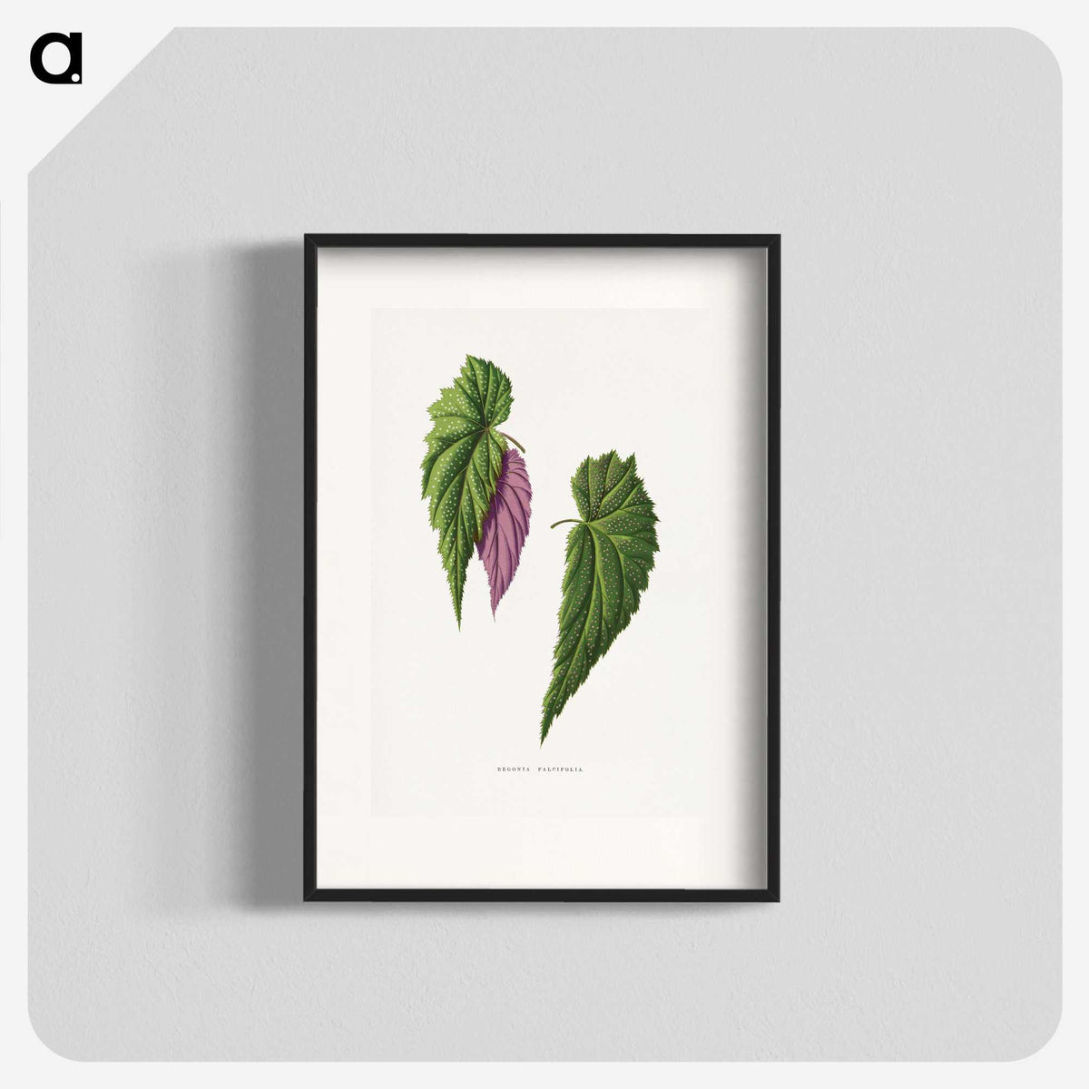 1-92_Plants-with-Colored-Foliage_blk