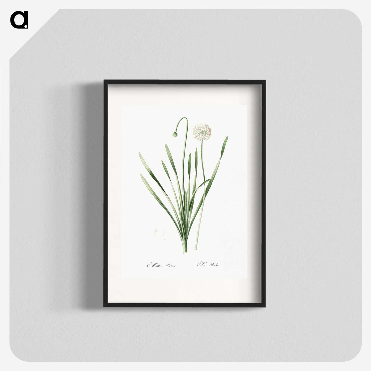1-92_The-Lilies_blk