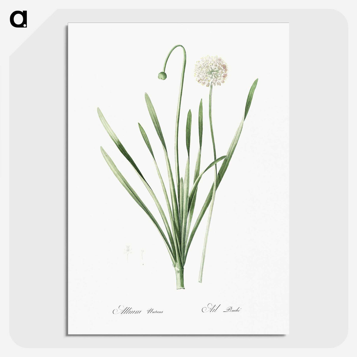 1-92_The-Lilies_picture-crop