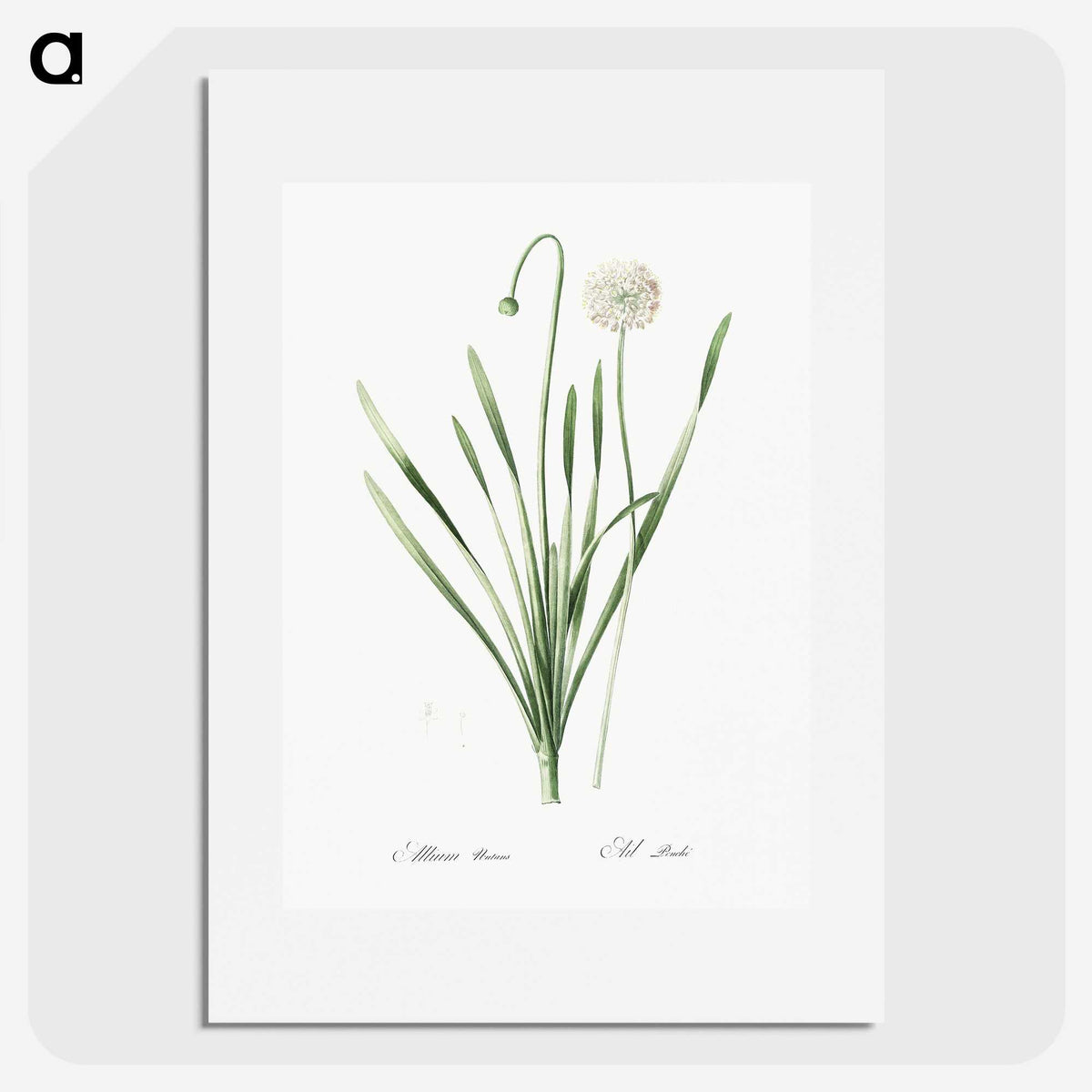 1-92_The-Lilies_picture