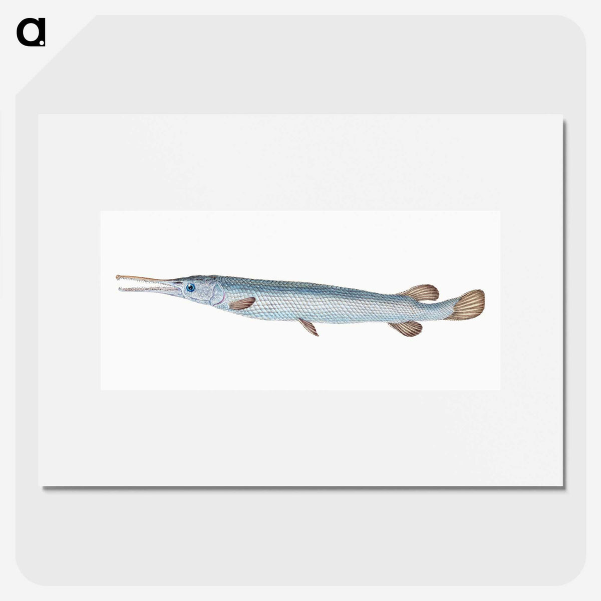 1-92_The-Natural-History-of-British-Fishes_picture