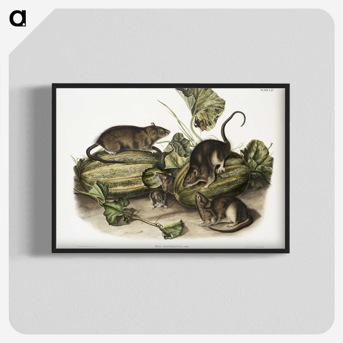 1-92_The-Viviparous-Quadrupeds_blk-crop