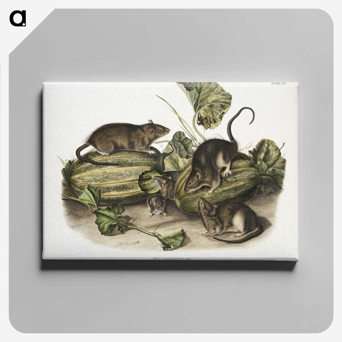 1-92_The-Viviparous-Quadrupeds_canvas