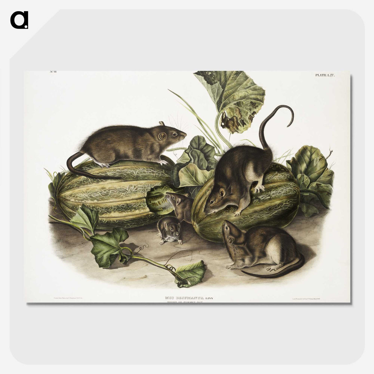 1-92_The-Viviparous-Quadrupeds_picture-crop