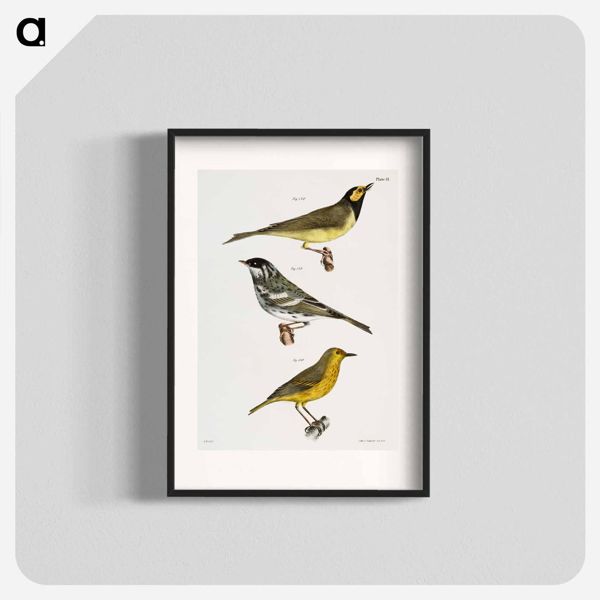 The Hooded Warbler - ニューヨークの動物学 Poster.