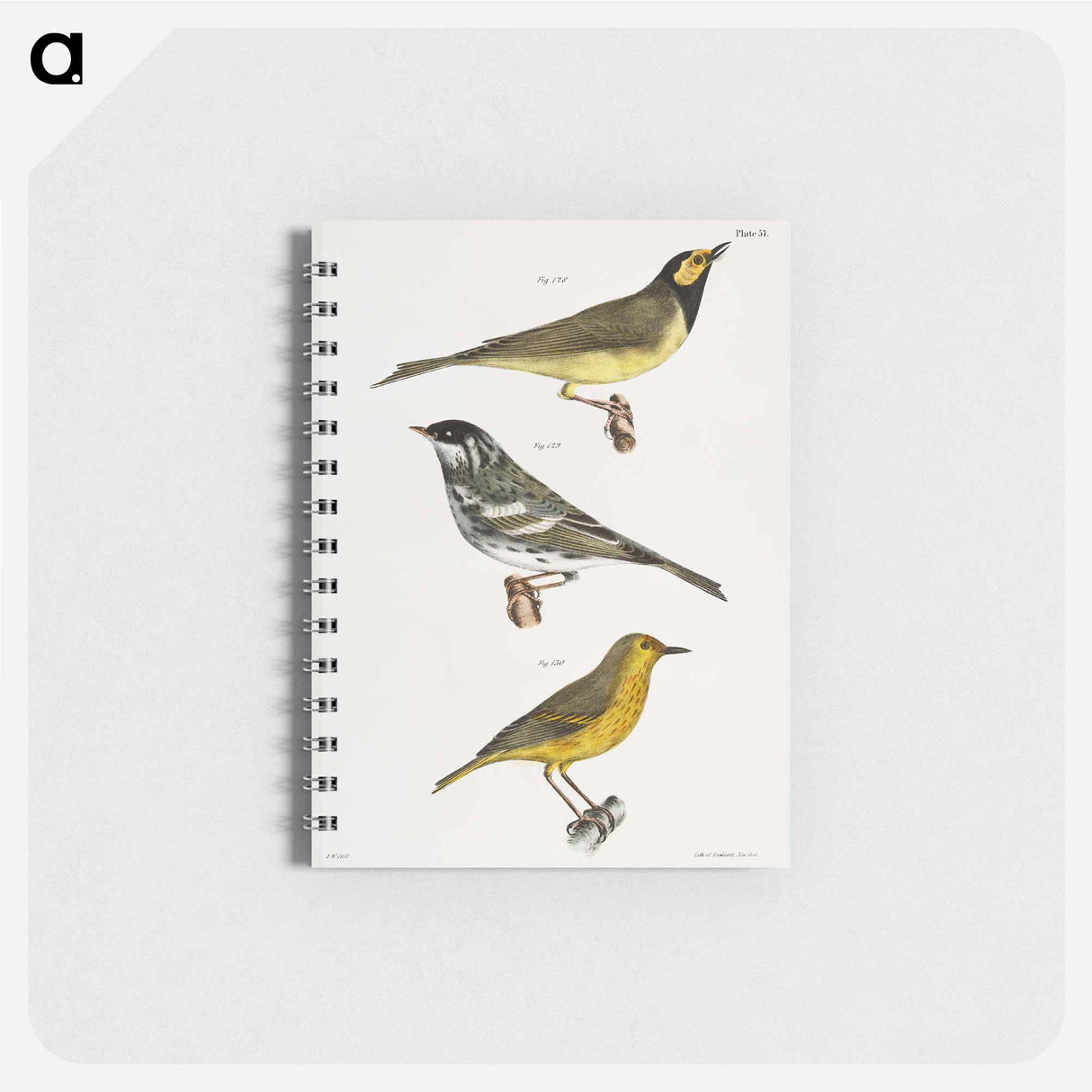 The Hooded Warbler - ニューヨークの動物学 Memo.