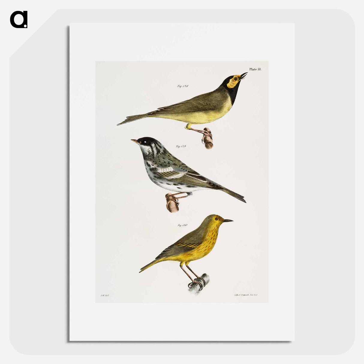 The Hooded Warbler - ニューヨークの動物学 Poster.