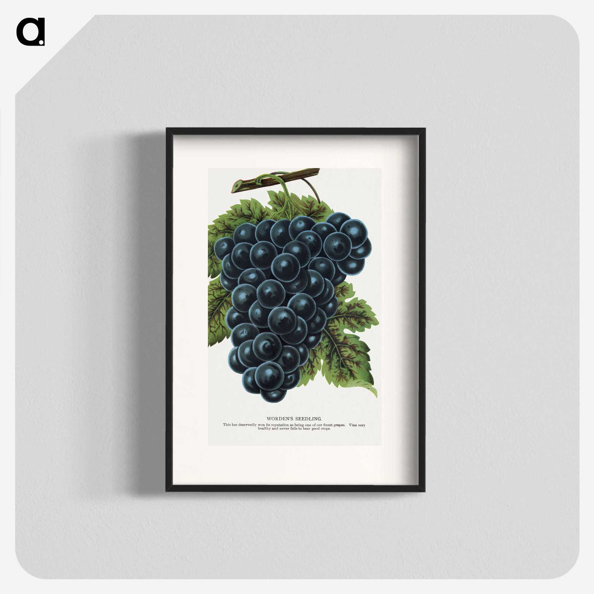 1-93_Botanical-Specimen-Plates_blk
