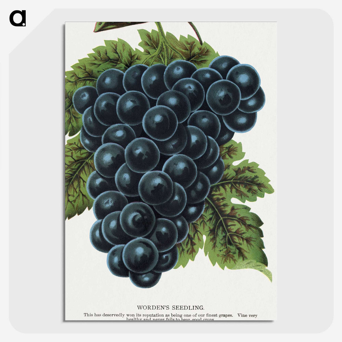 1-93_Botanical-Specimen-Plates_picture-crop