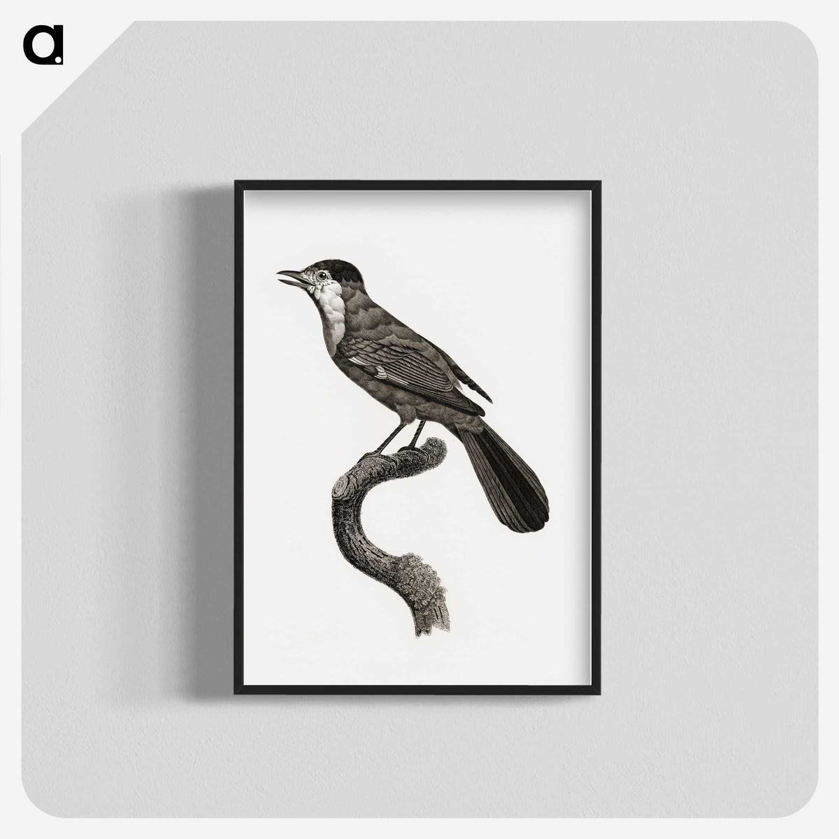 1-93_Des-Oiseaux-de-Paradis_blk-crop