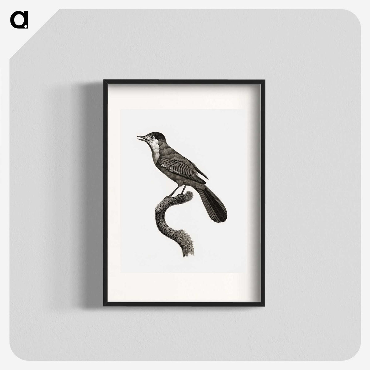 1-93_Des-Oiseaux-de-Paradis_blk