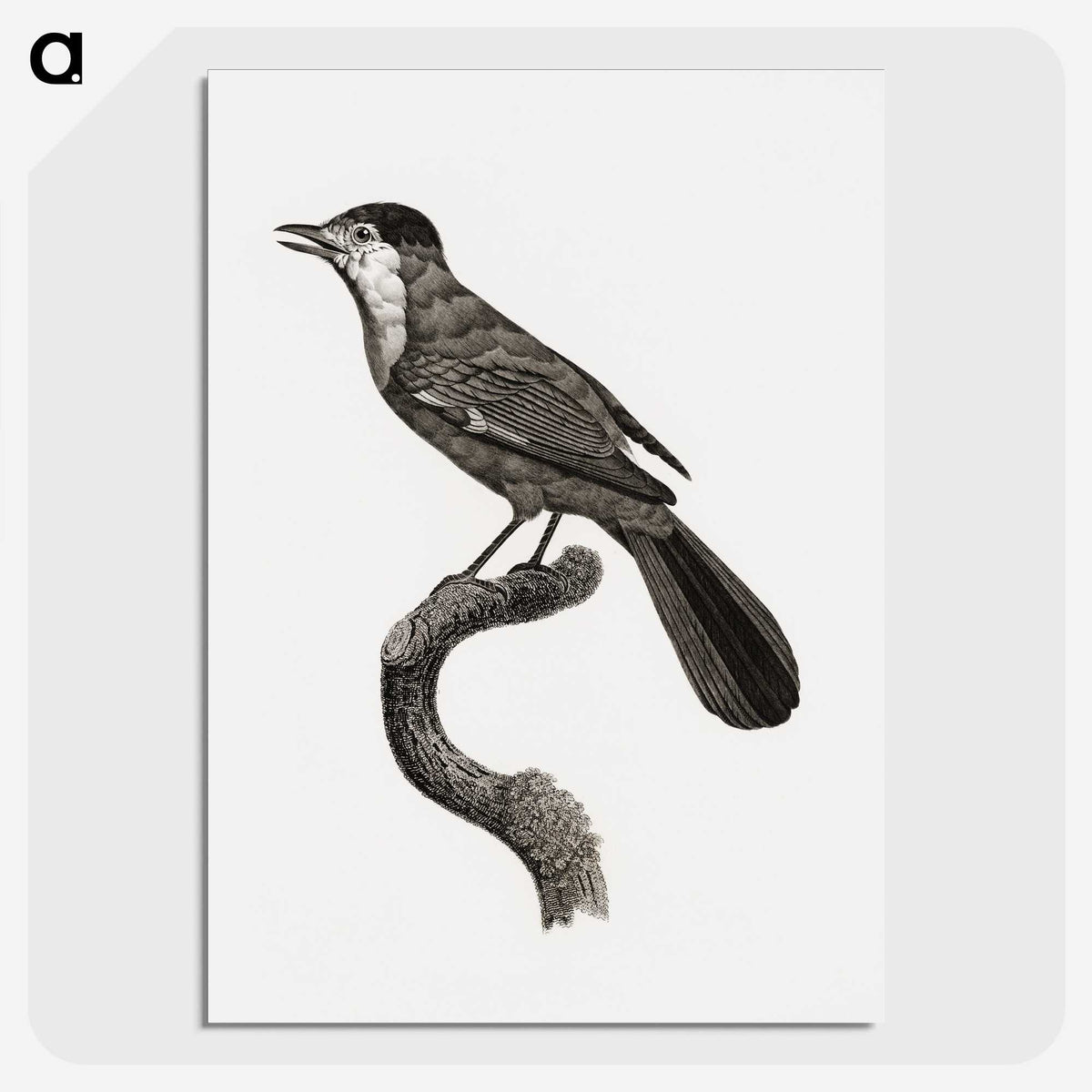 1-93_Des-Oiseaux-de-Paradis_picture-crop