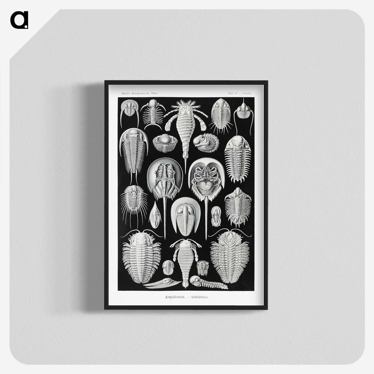 1-93_Ernst-Haeckel_blk-crop