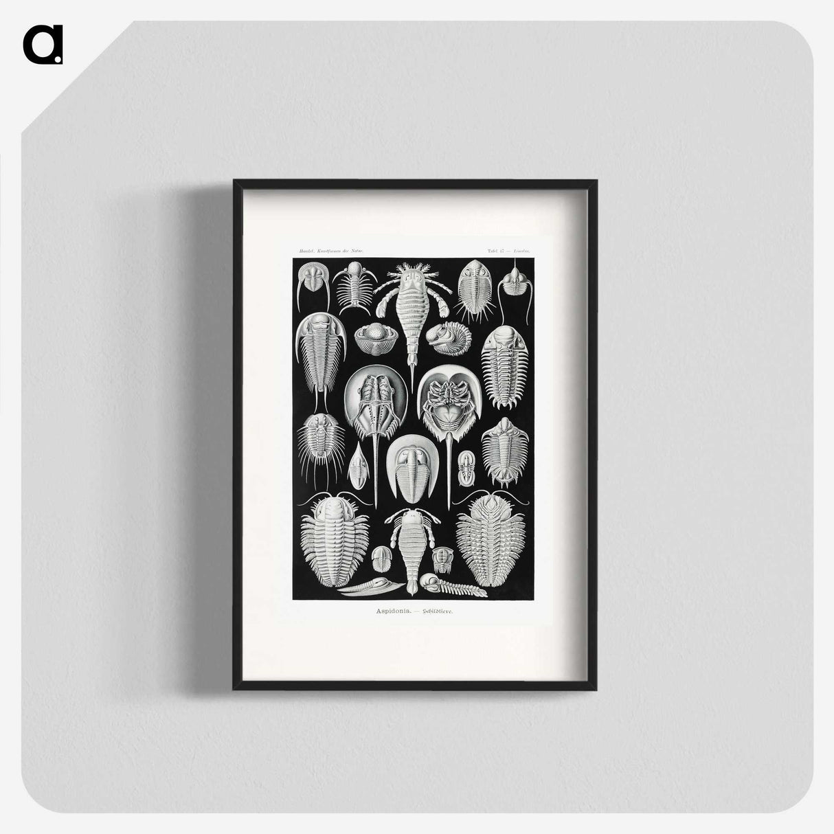 1-93_Ernst-Haeckel_blk