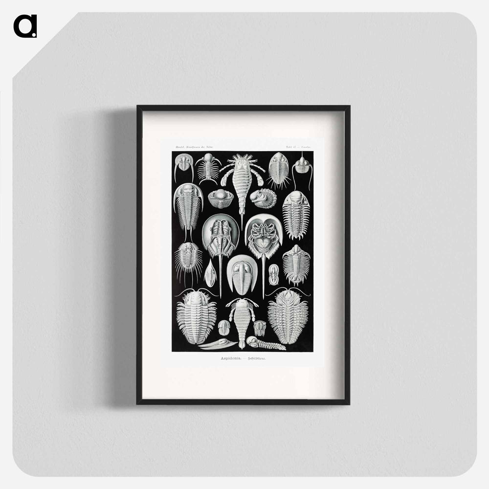 Aspidonia–Schildtiere from Kunstformen der Natur - エルンスト ヘッケル Poster.