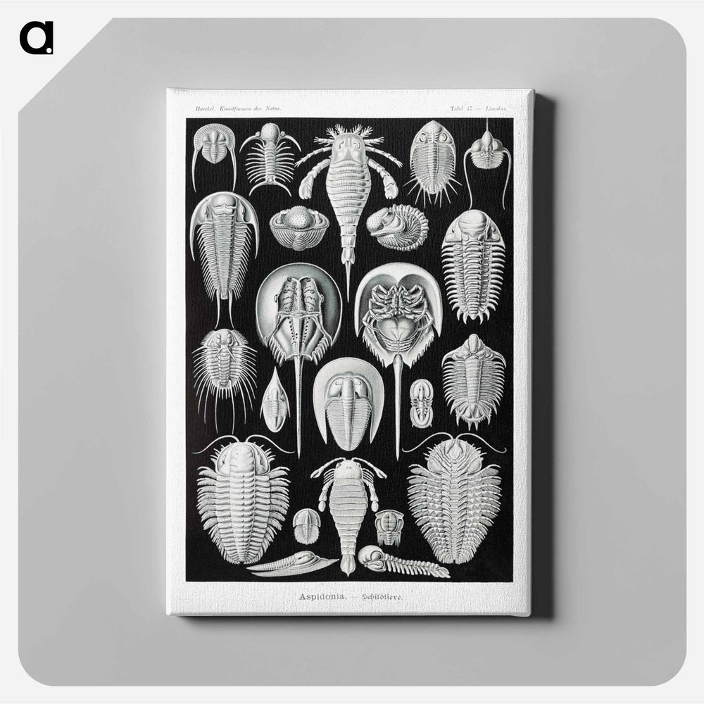 Aspidonia–Schildtiere from Kunstformen der Natur - エルンスト ヘッケル Canvas.