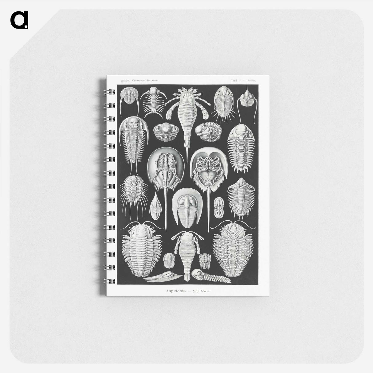1-93_Ernst-Haeckel_memo