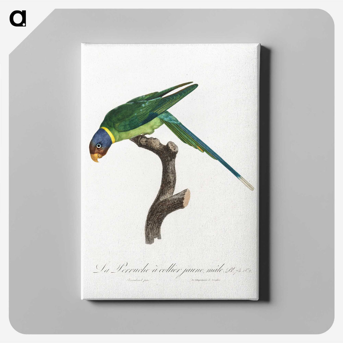 1-93_Francois-Levaillant_canvas