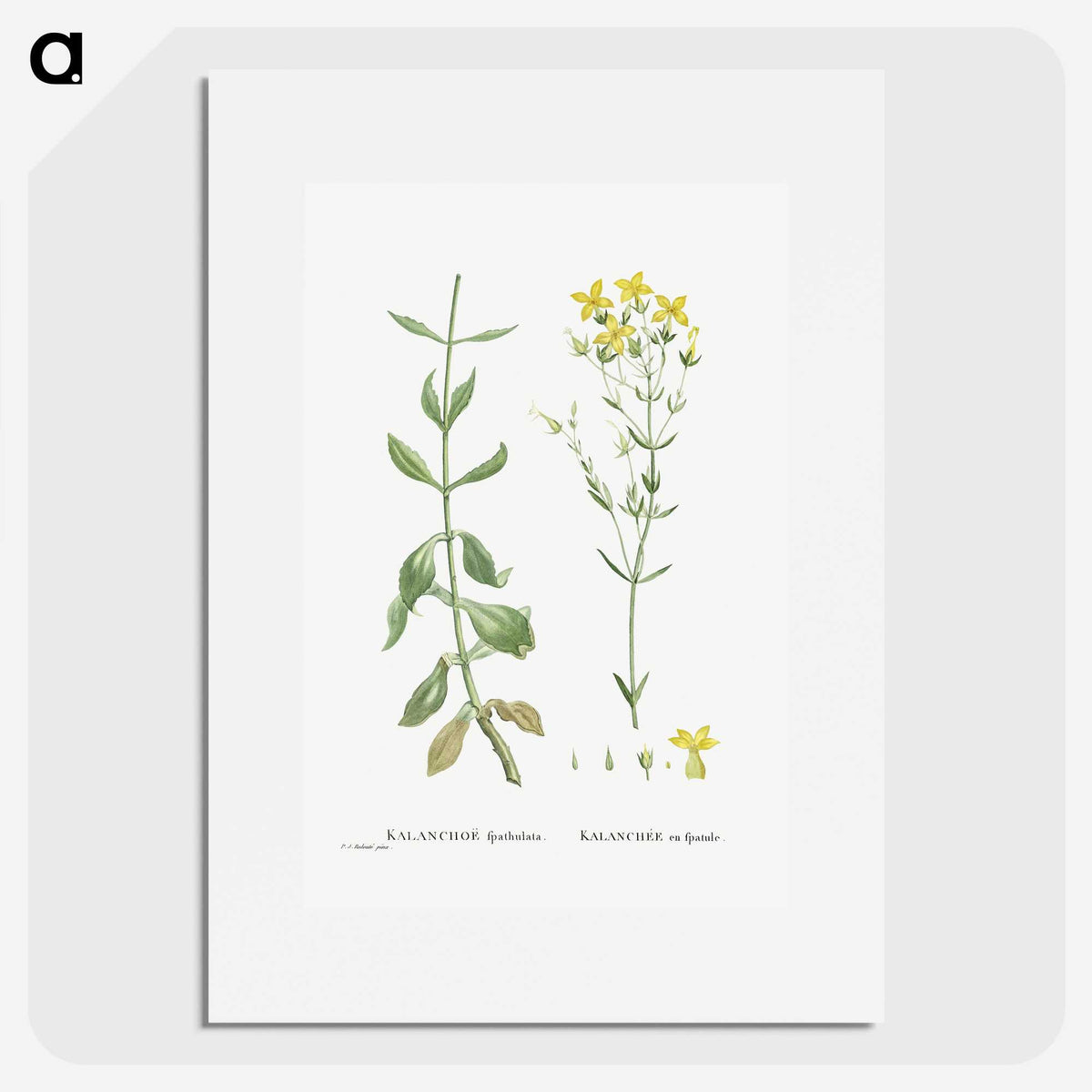 1-93_Histoire-des-Plantes-Grasses_picture