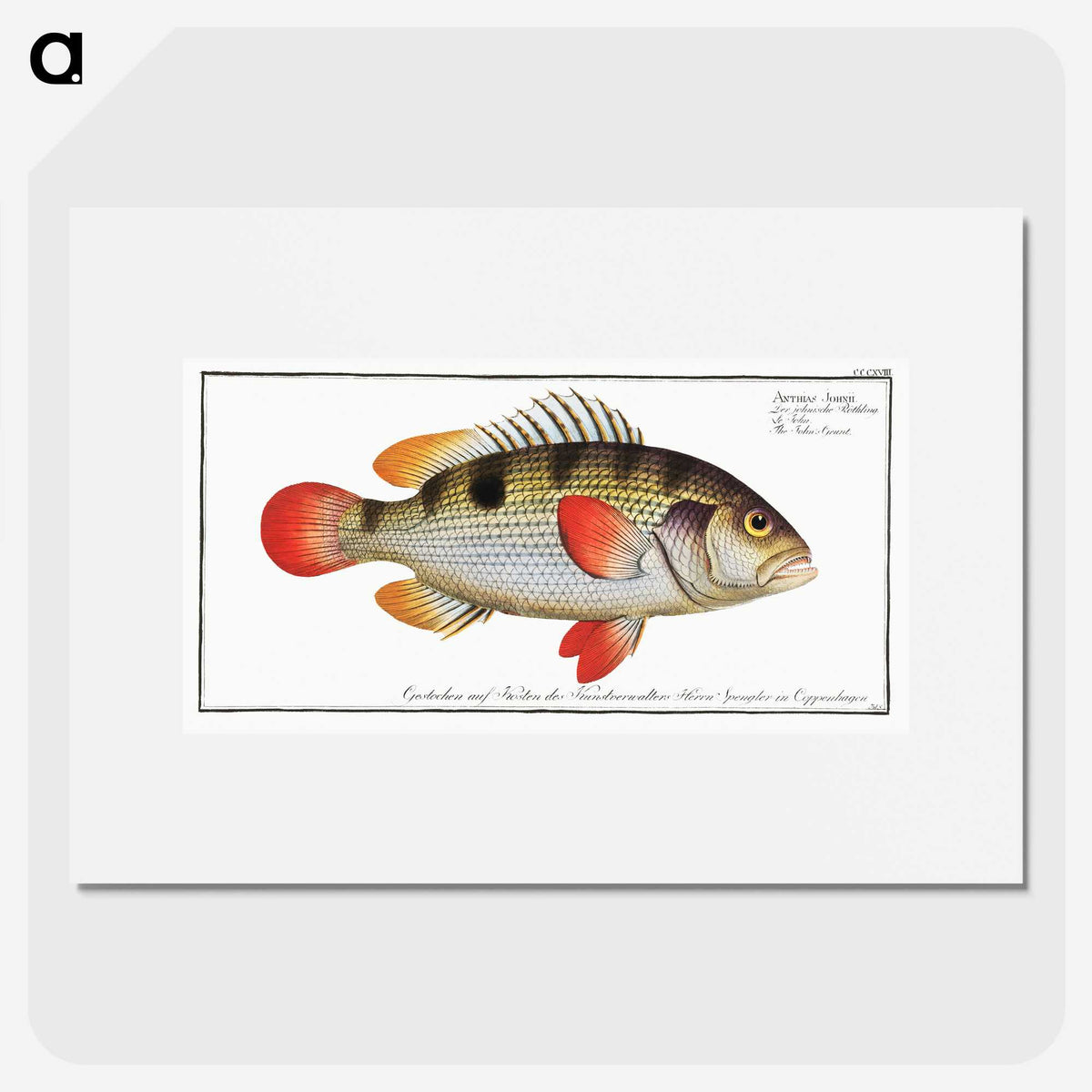 1-93_Ichtyologie-ou-Histoire-naturelle_picture