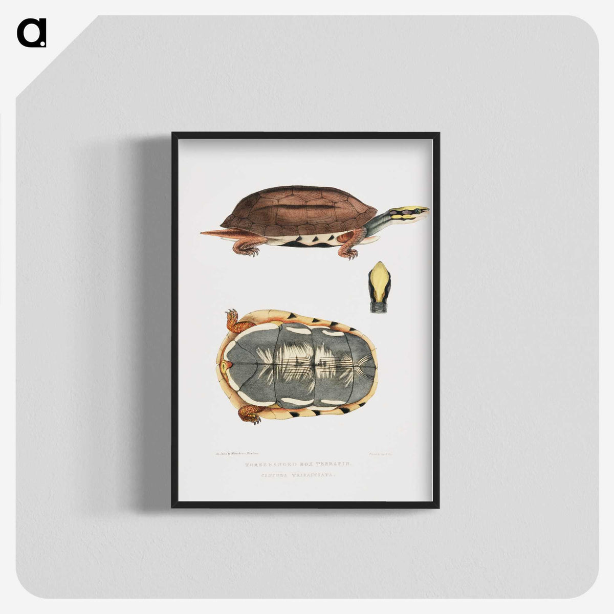 1-93_Indian-Zoology_blk-crop