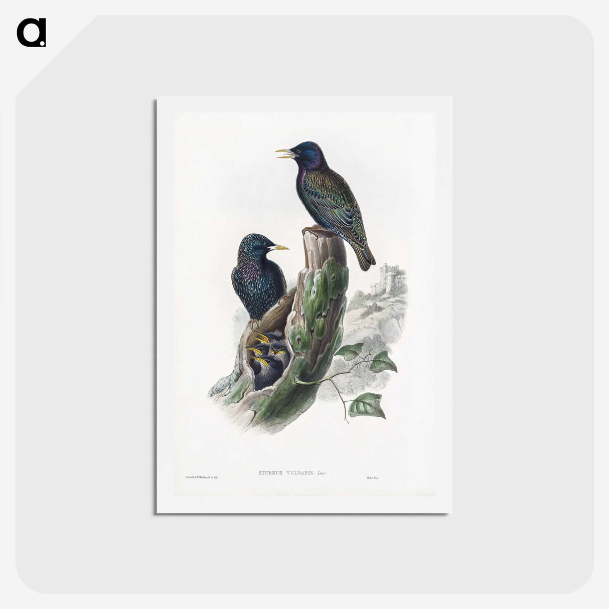 1-93_John-Gould_hagaki